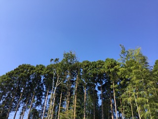 BD25661D-49BA-47A5-ABCF-F088CBAD6362.jpeg